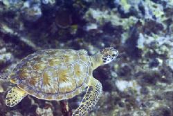 Green Sea Turle Nikon D200 105 mm Macro lens in Ikelite H... by Don Bricker 